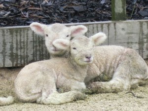 Baby lamb photographed from the side of the road!