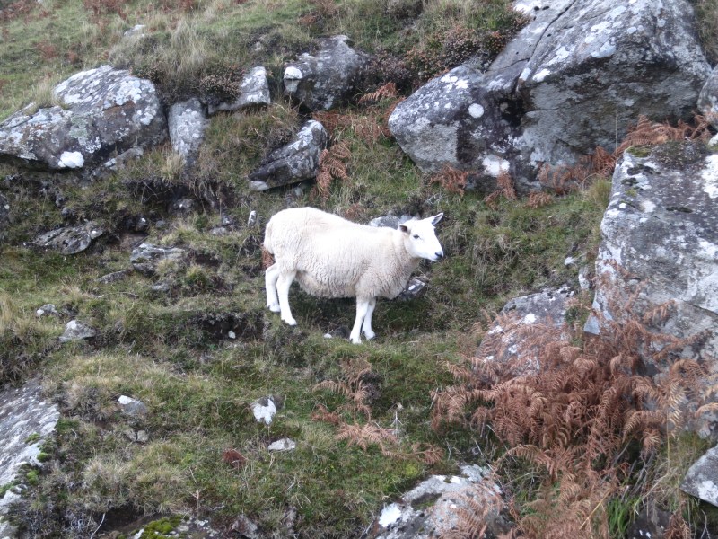 What's a sheep's favorite song? Ba-ba-ba-Babara Ann.