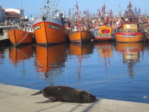 Or Lobo Del Marina is you so chose