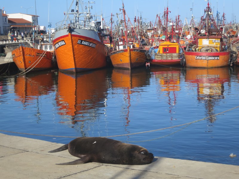 Or Lobo Del Marina is you so chose